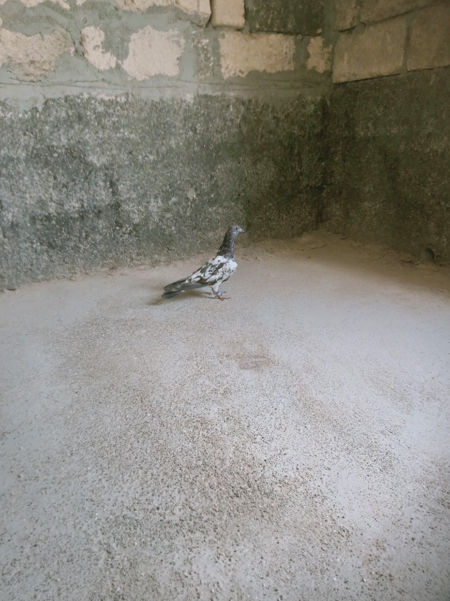 Post Image 2