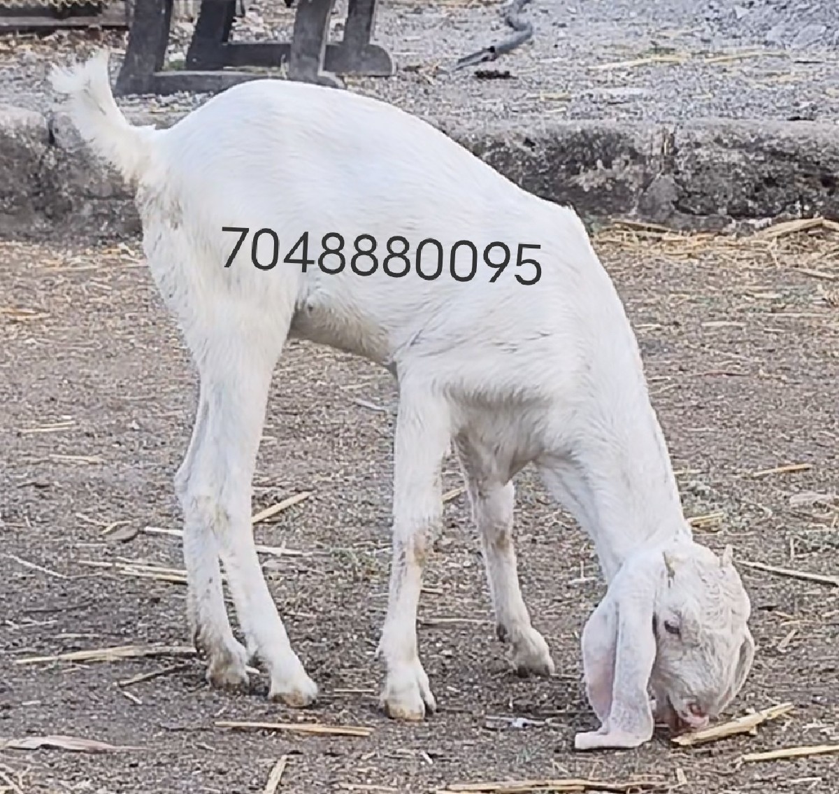 Post Image 2