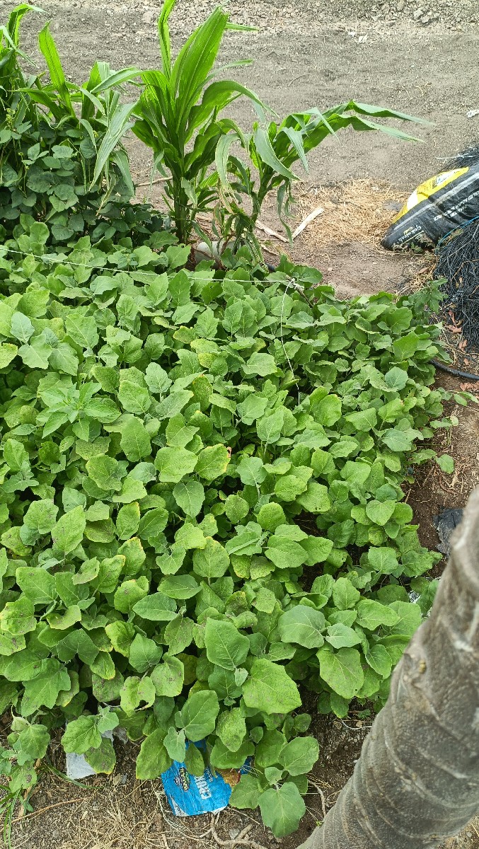 Post Image 3