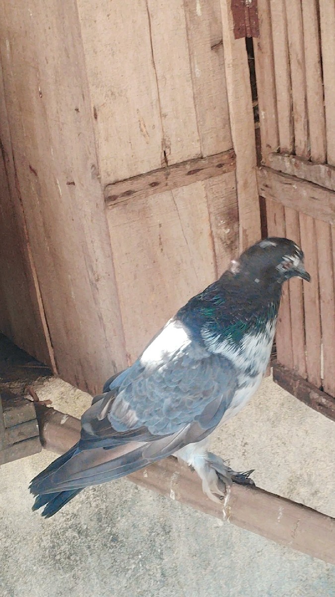 Post Image 2