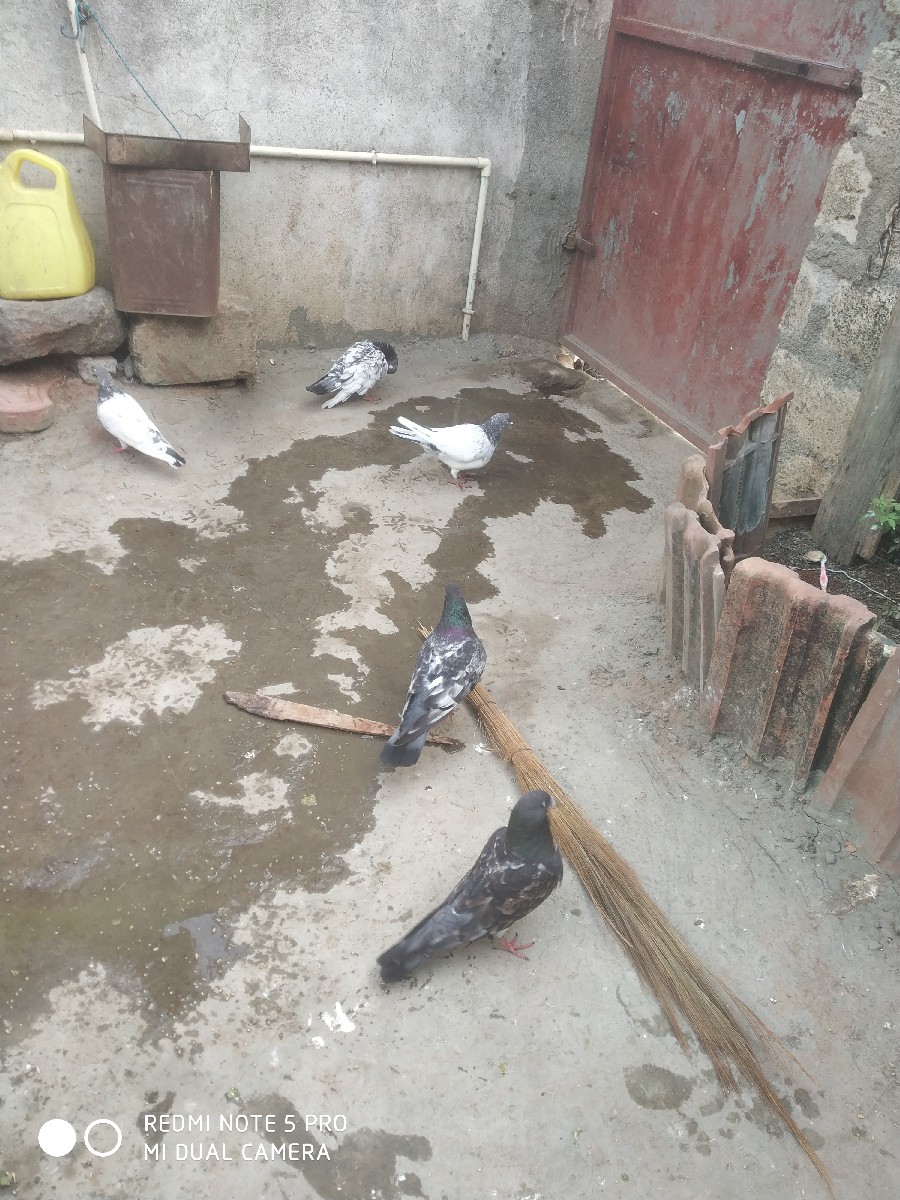 Post Image 3