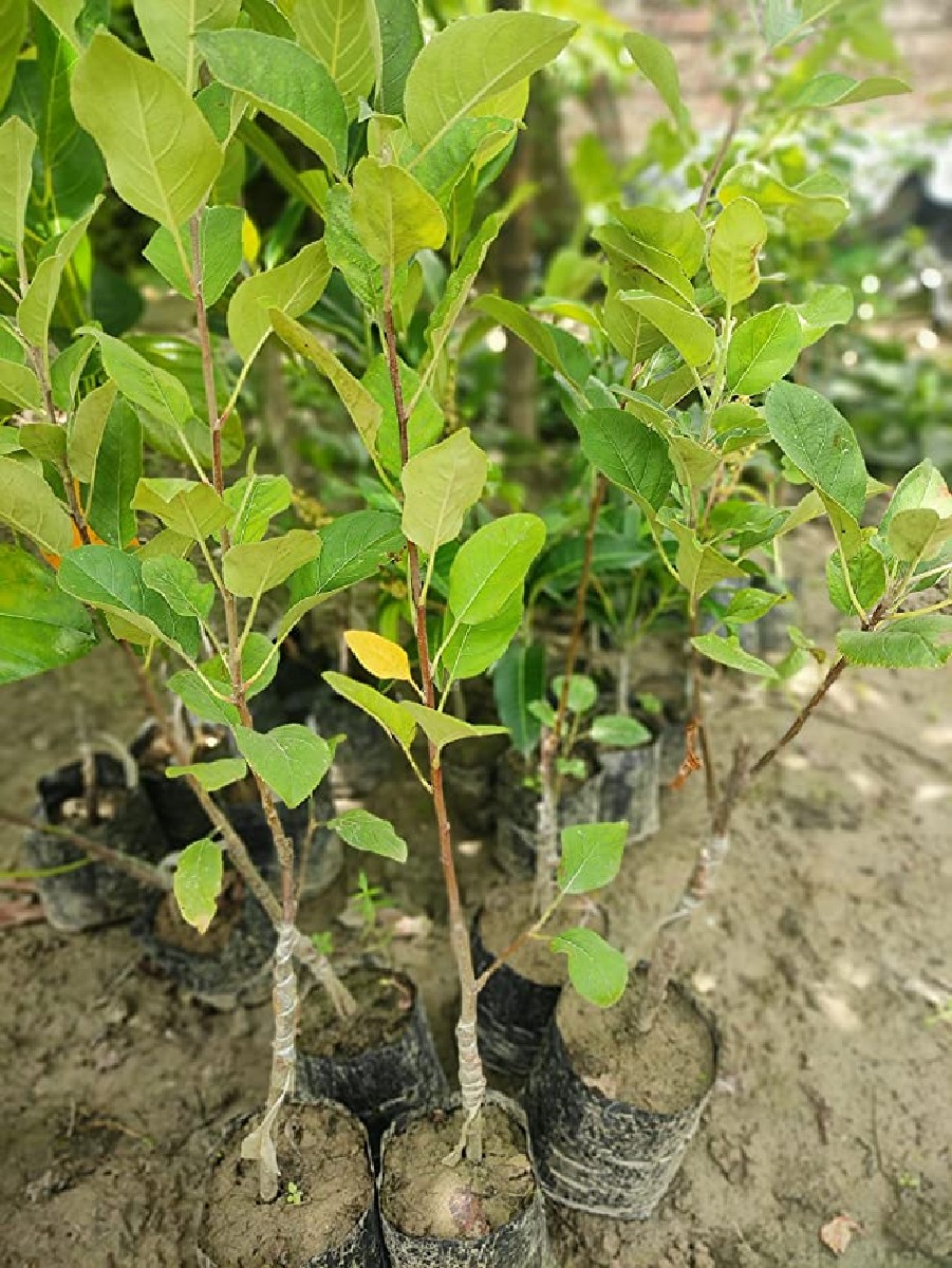 Post Image 6