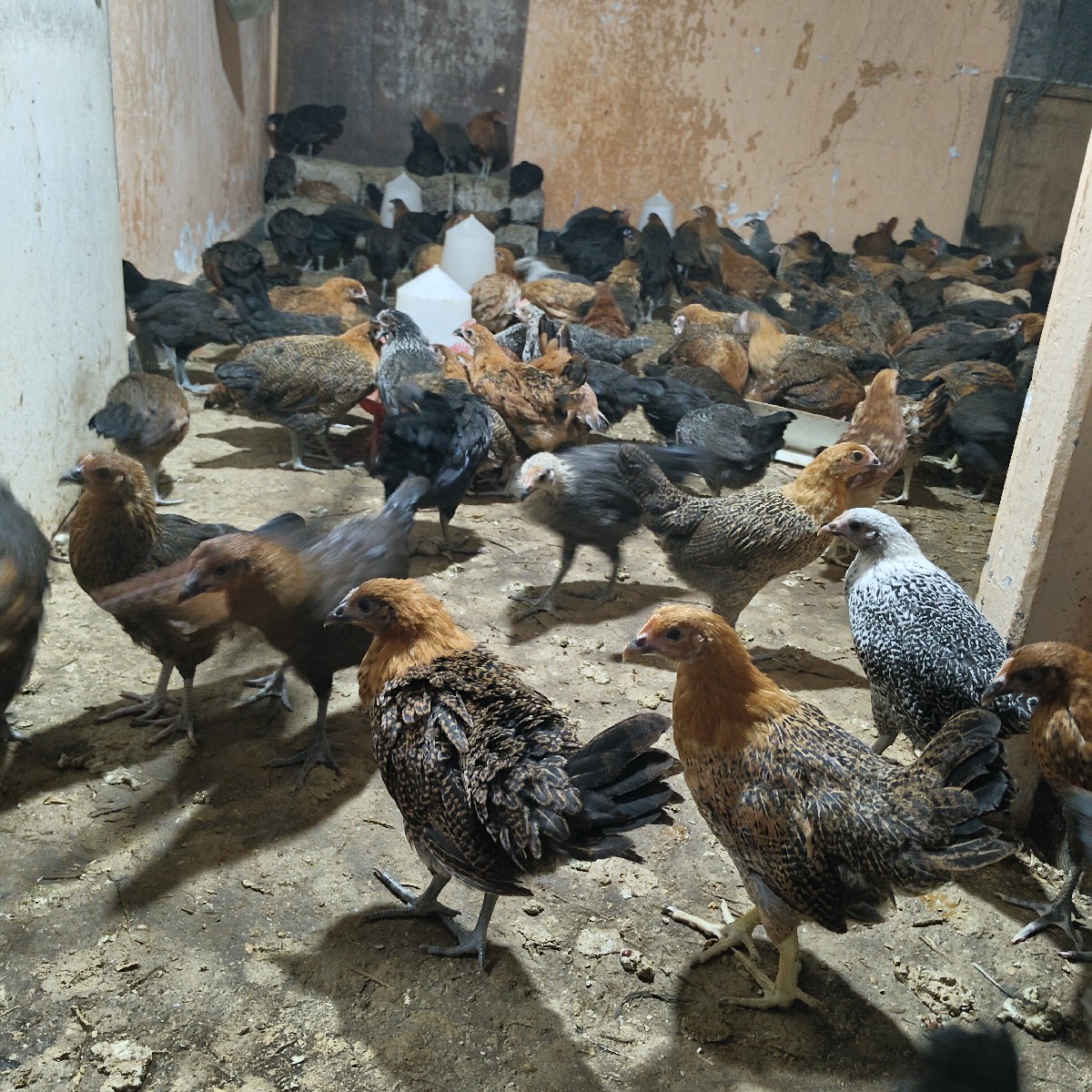 Post Image 3