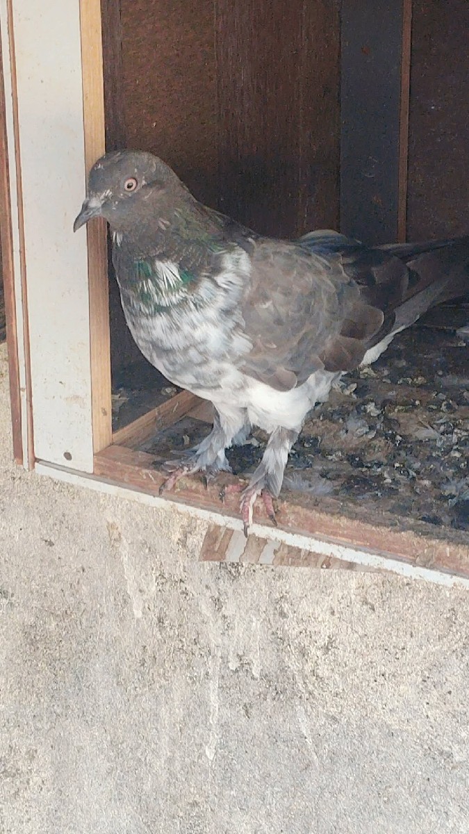 Post Image 1