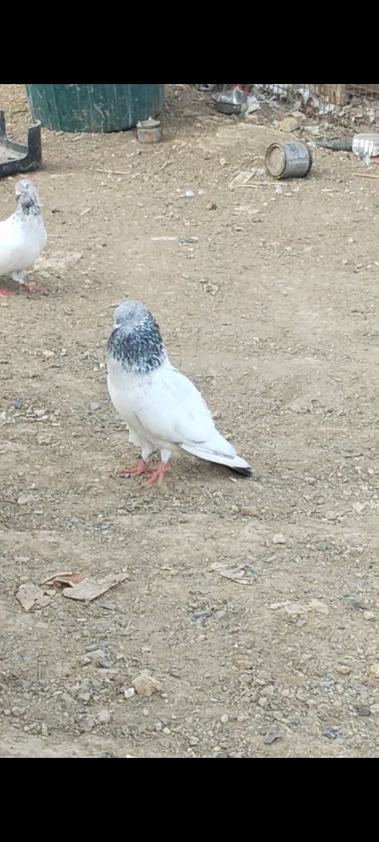 Post Image 2