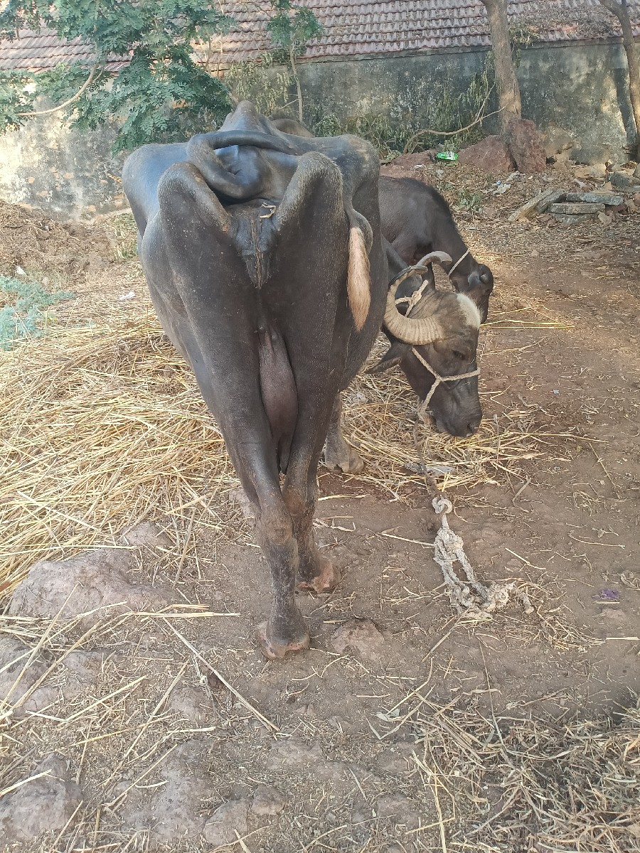 Post Image 2