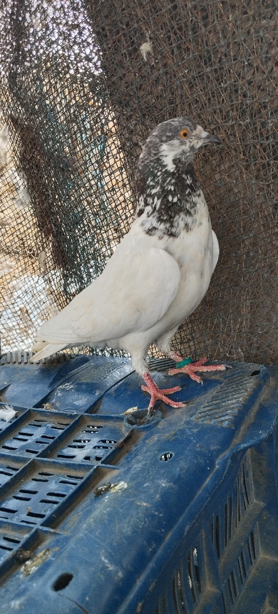 Post Image 2