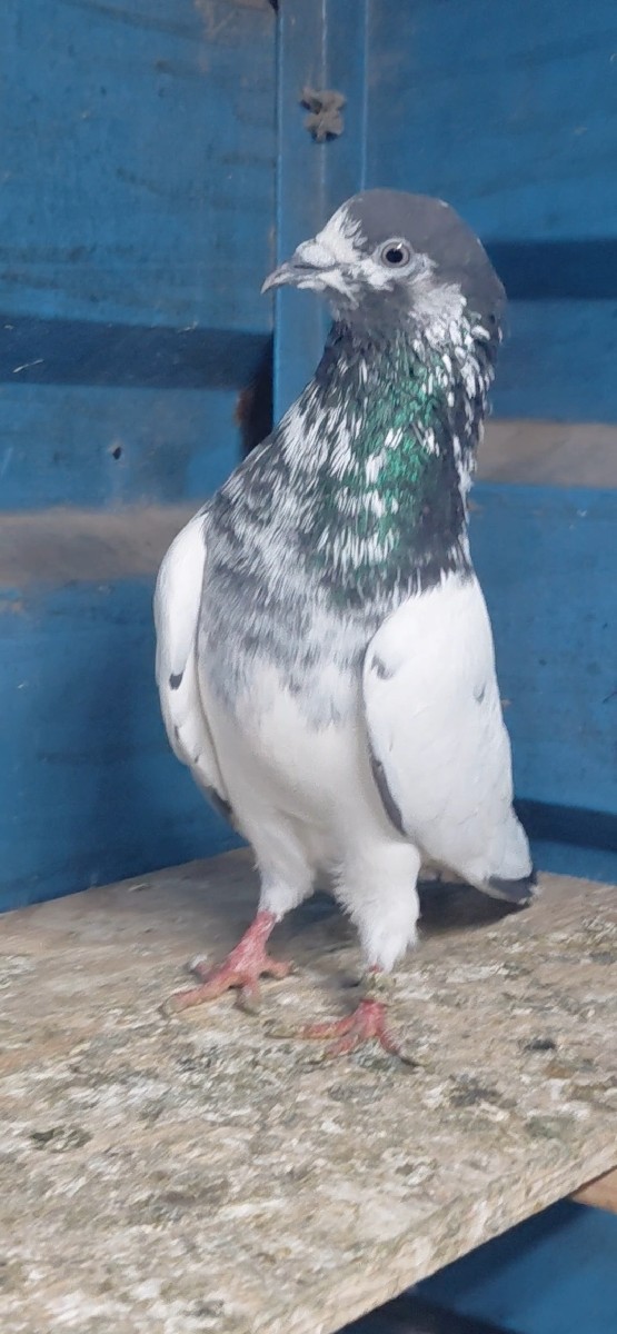 Post Image 1