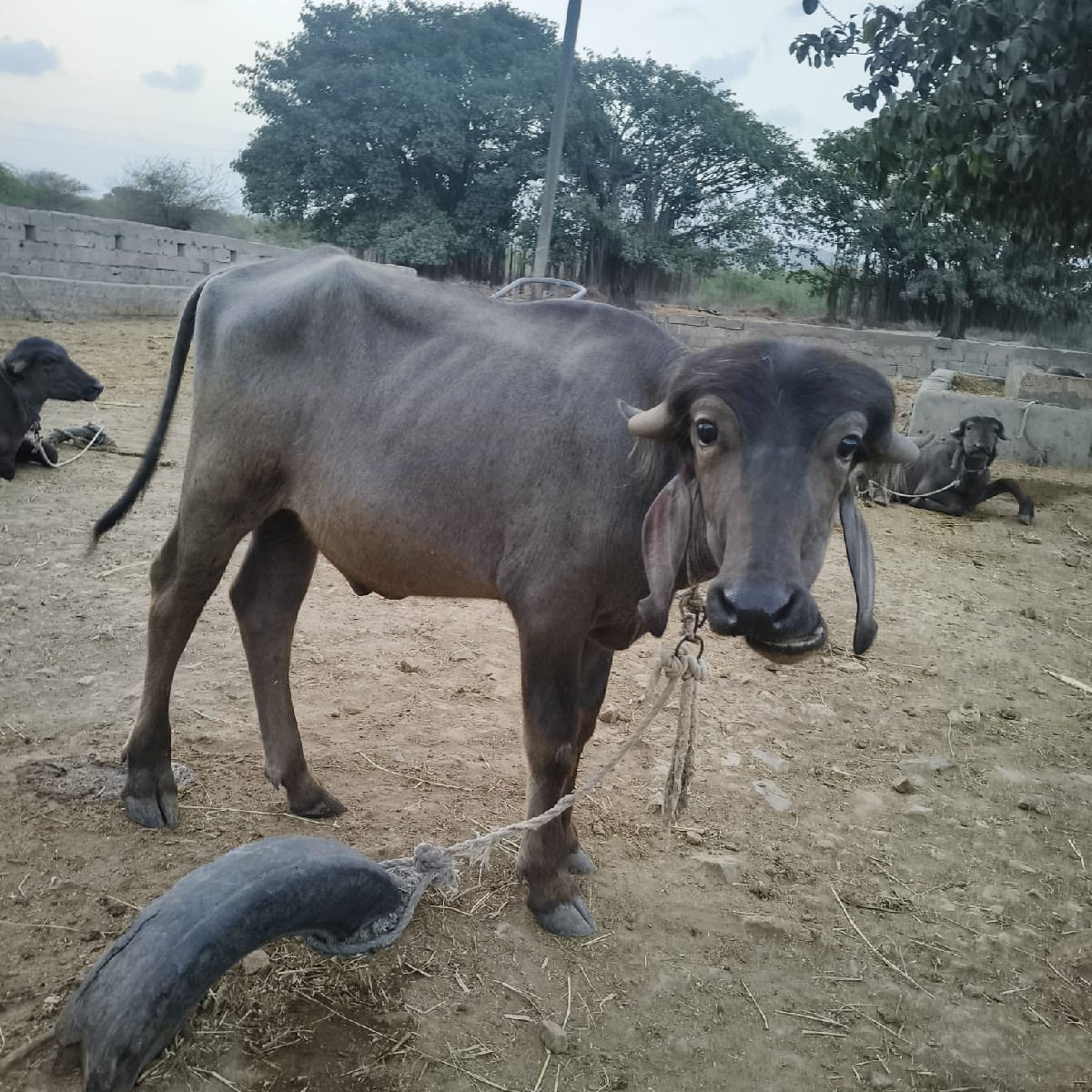 Post Image 3