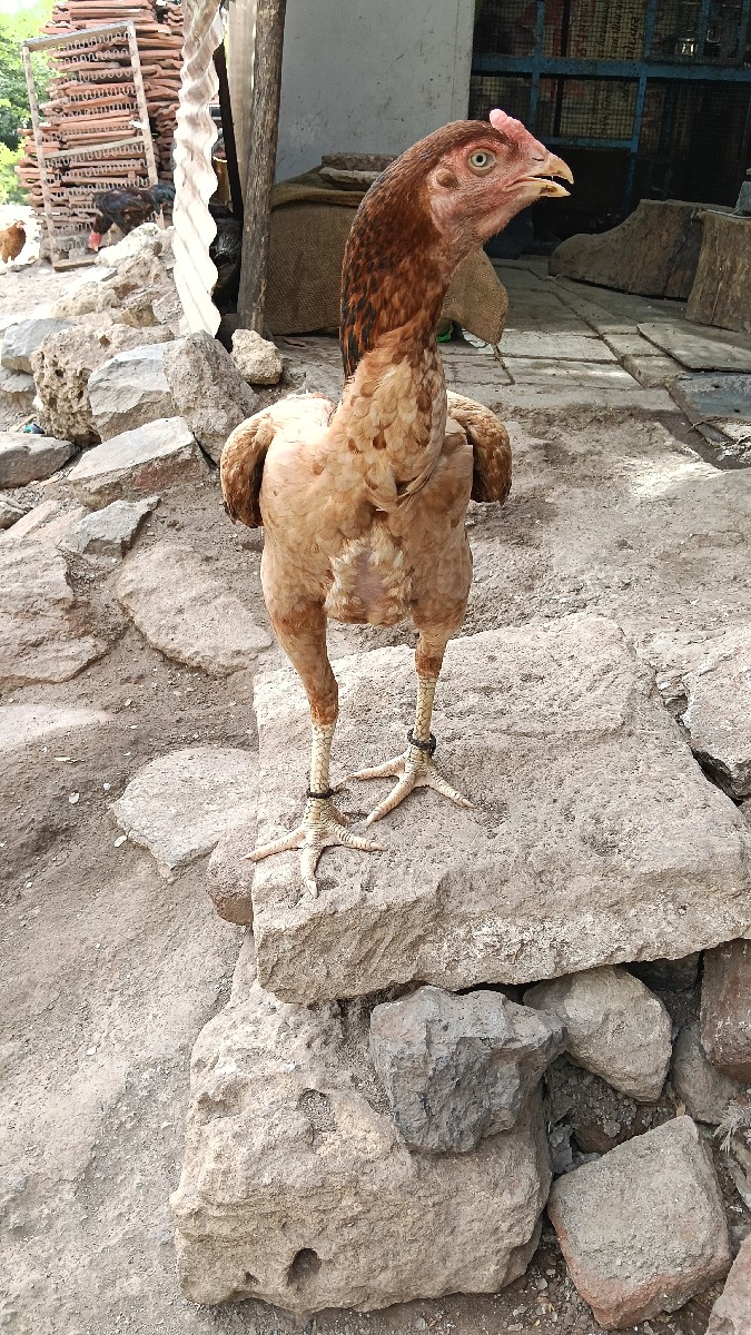 Post Image 2