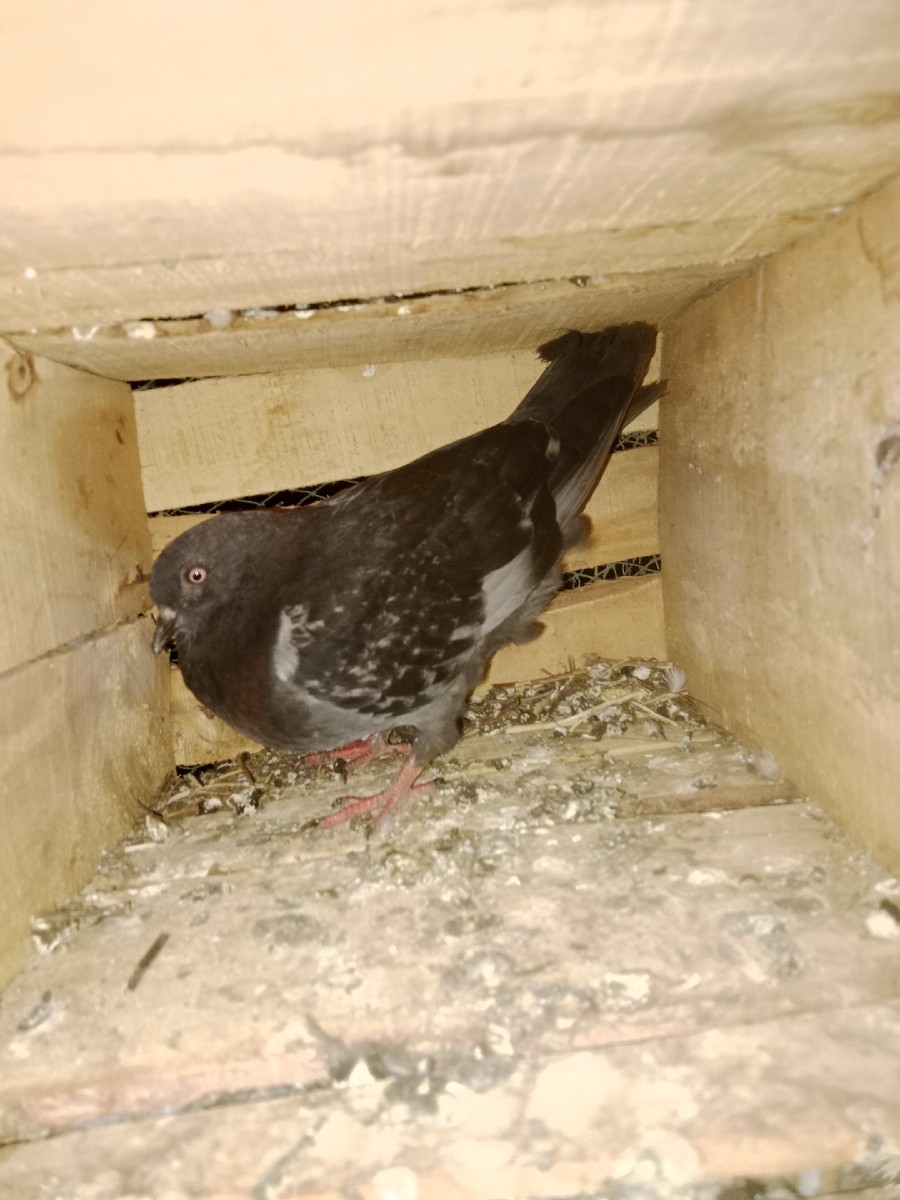 Post Image 2