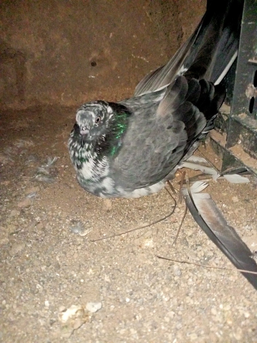 Post Image 1