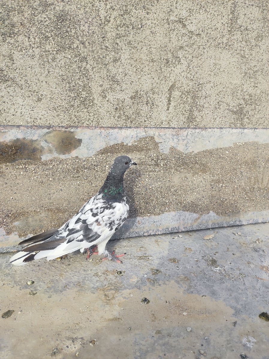 Post Image 2