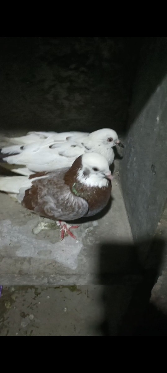 Post Image 3
