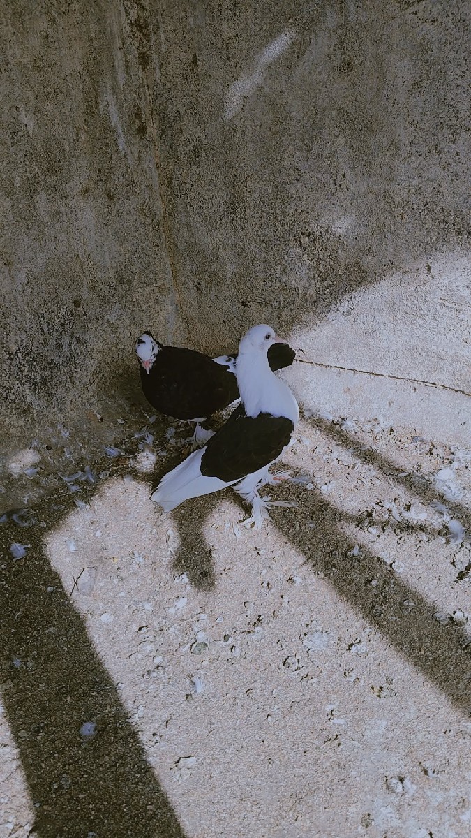 Post Image 3