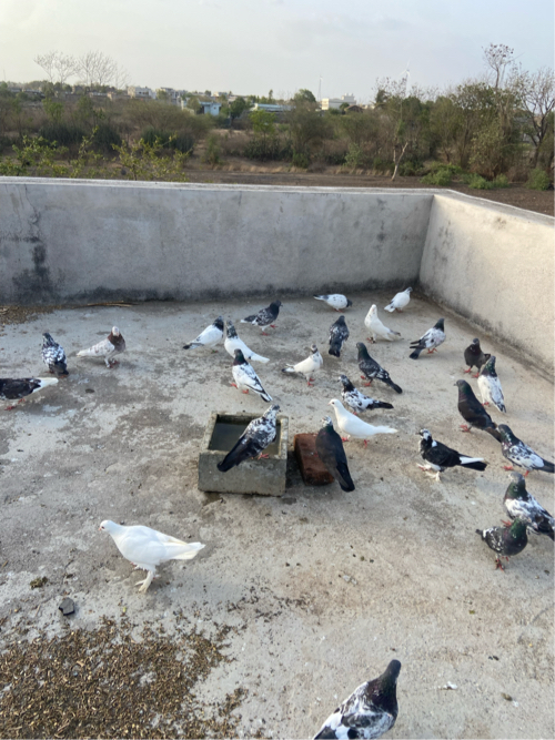 Post Image 3