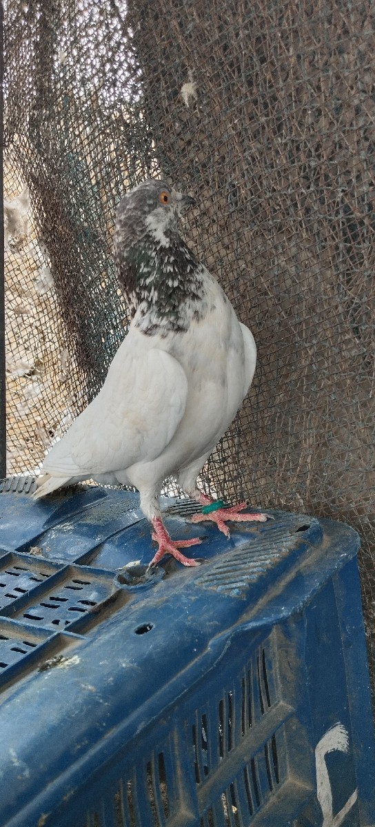Post Image 1