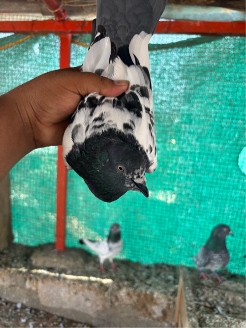 Post Image 3
