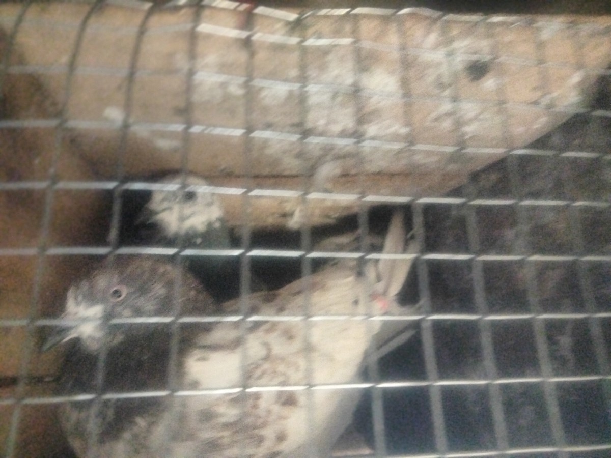 Post Image 2