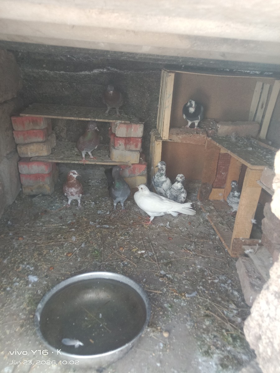 Post Image 2