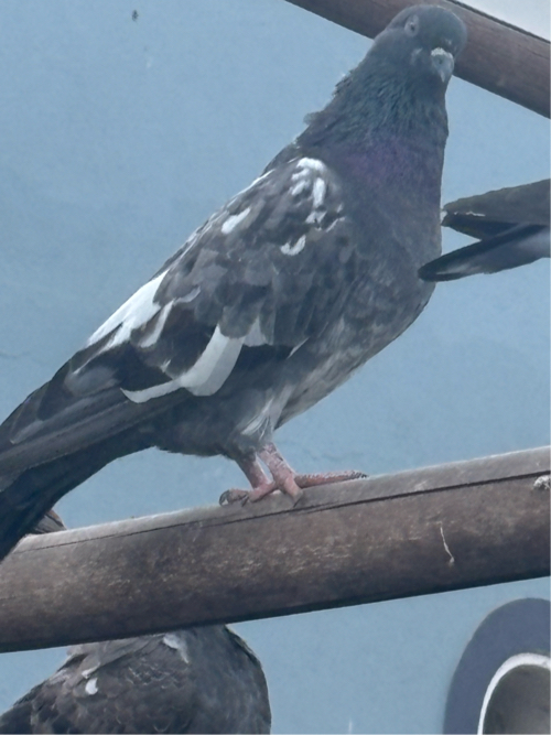 Post Image 2