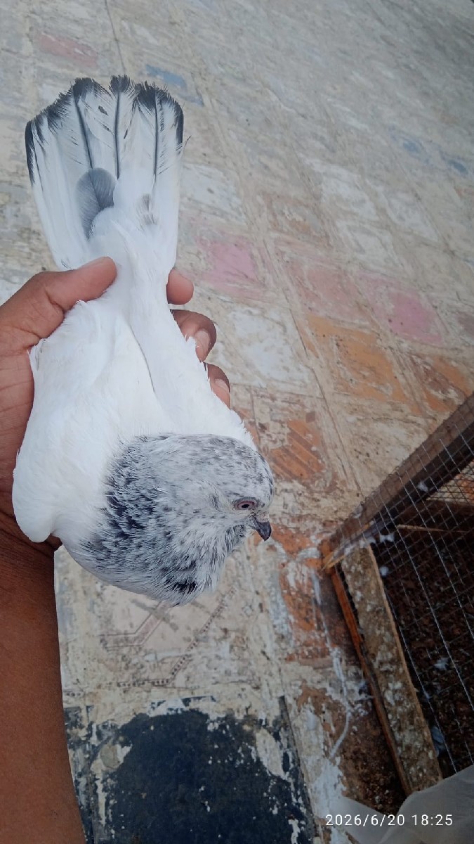 Post Image 1