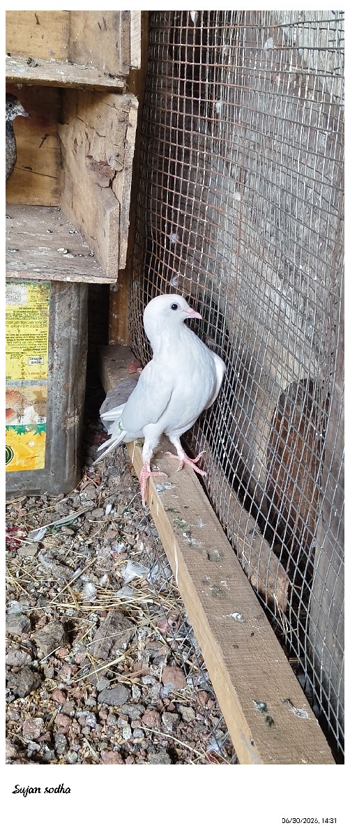 Post Image 2