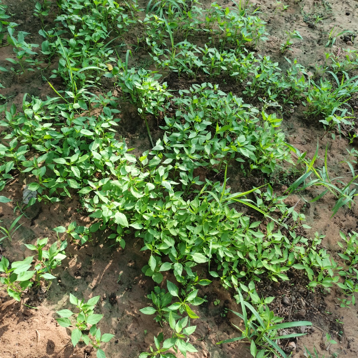 Post Image 3