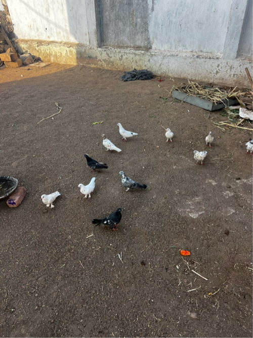 Post Image 2