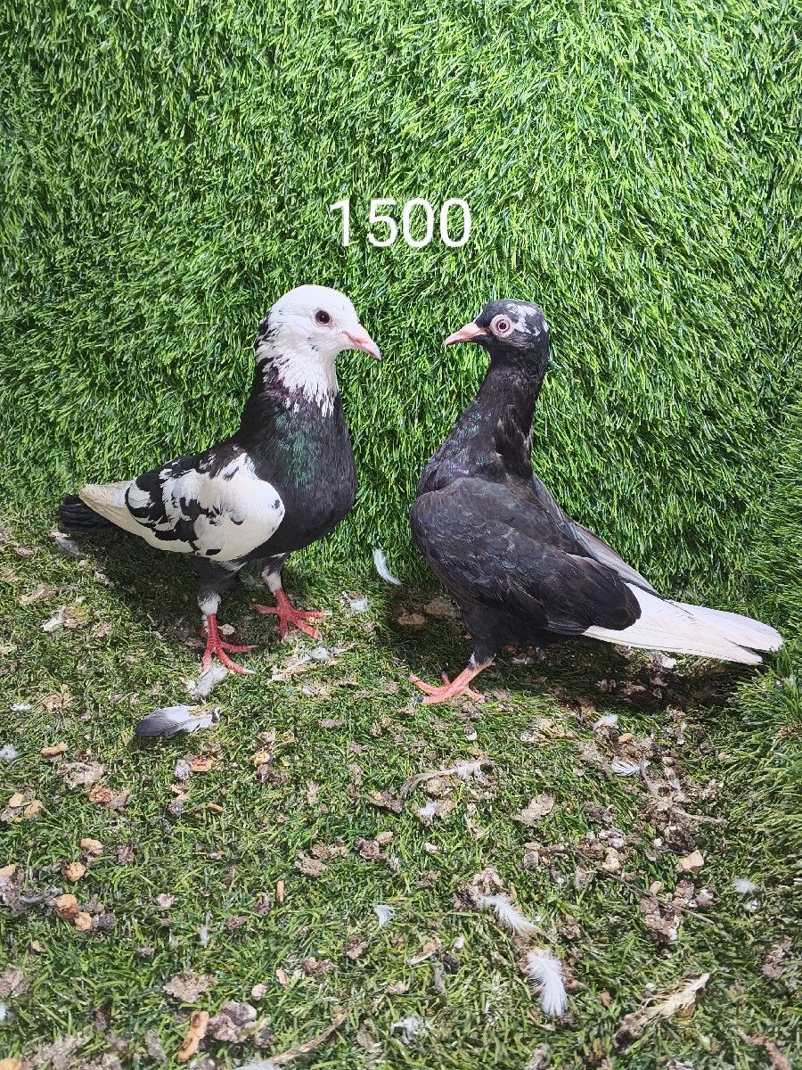 Post Image 3
