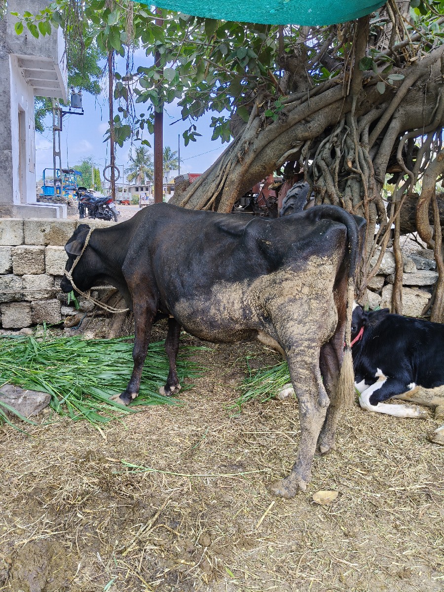 Post Image 2