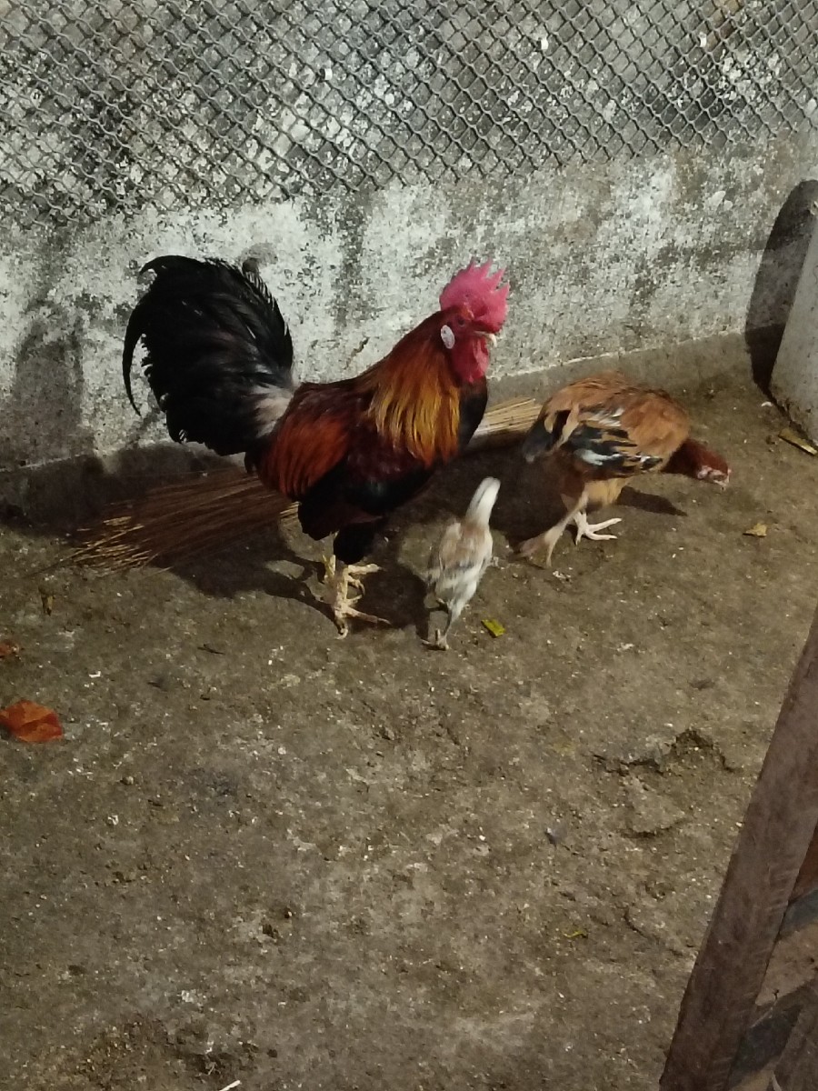 Post Image 1