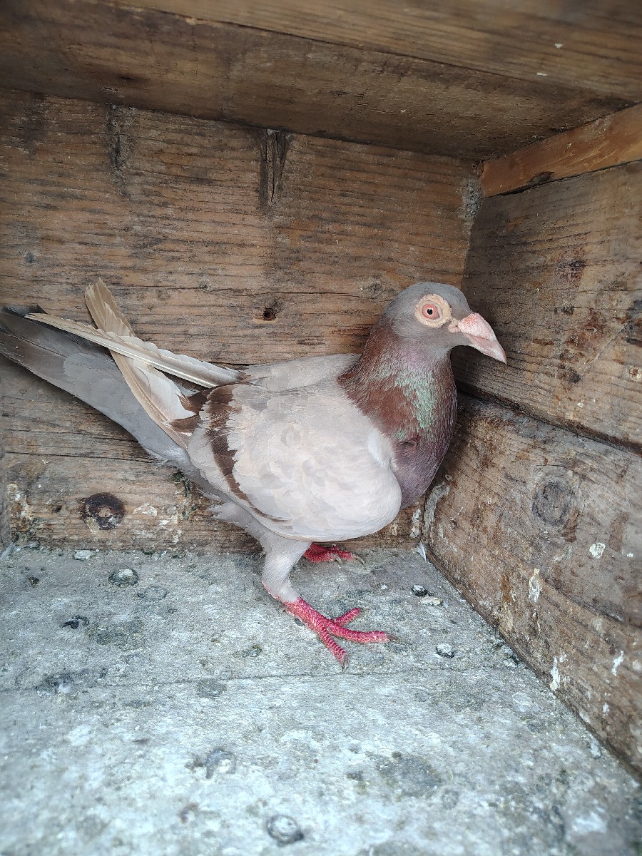 Post Image 3