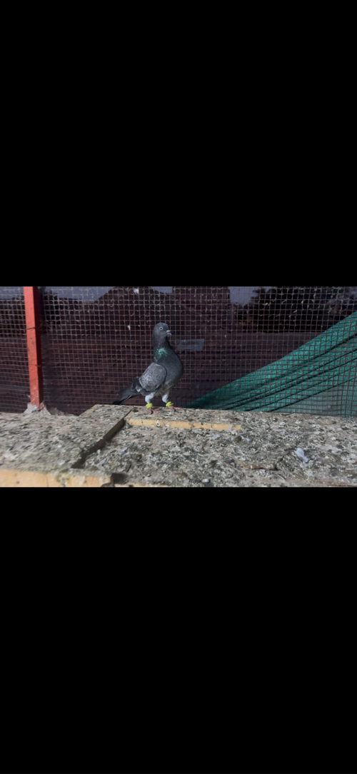 Post Image 2