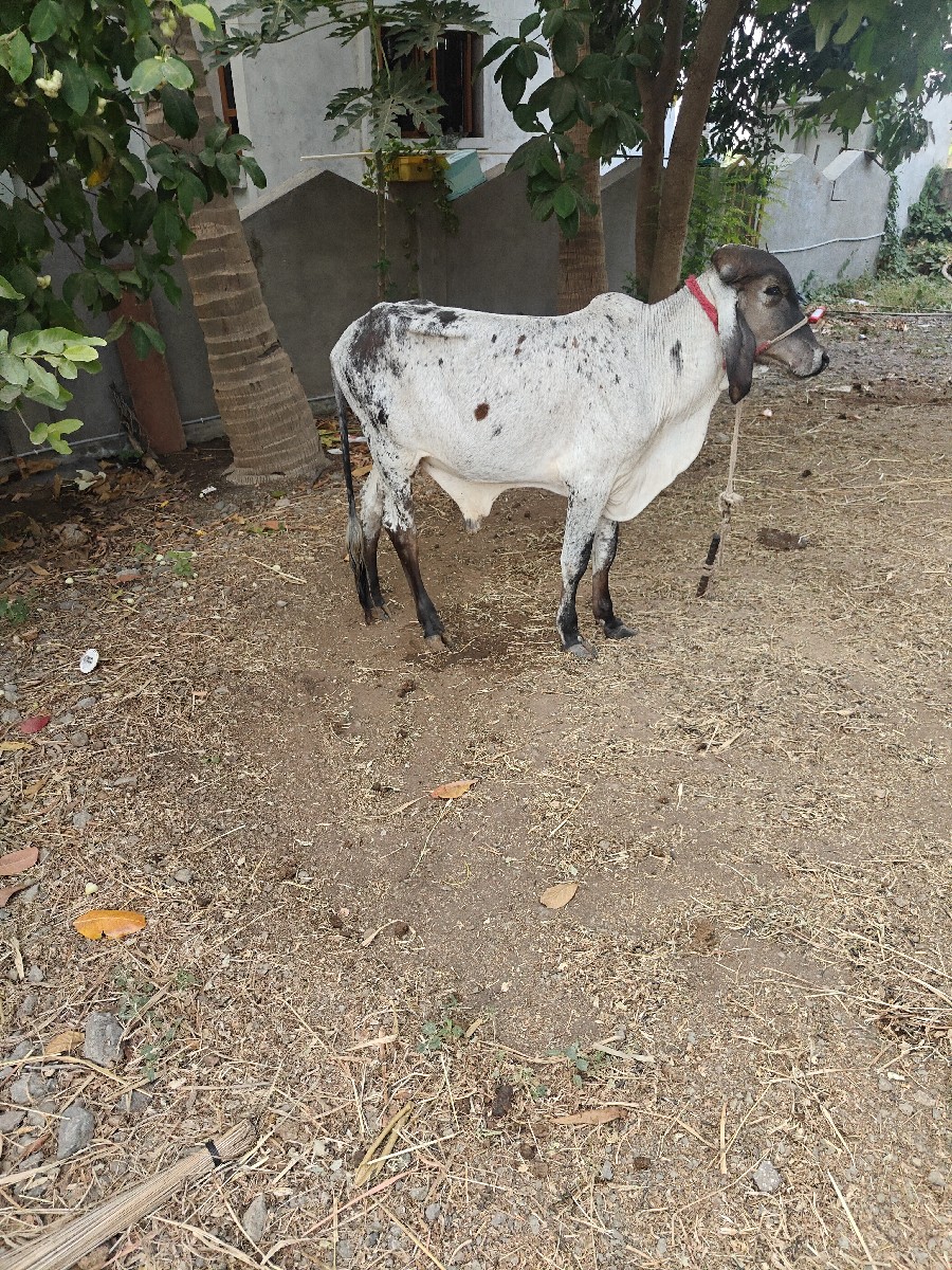 Post Image 3