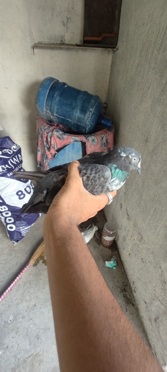 Post Image 3