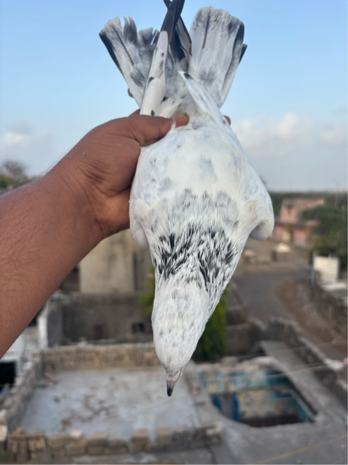 Post Image 1