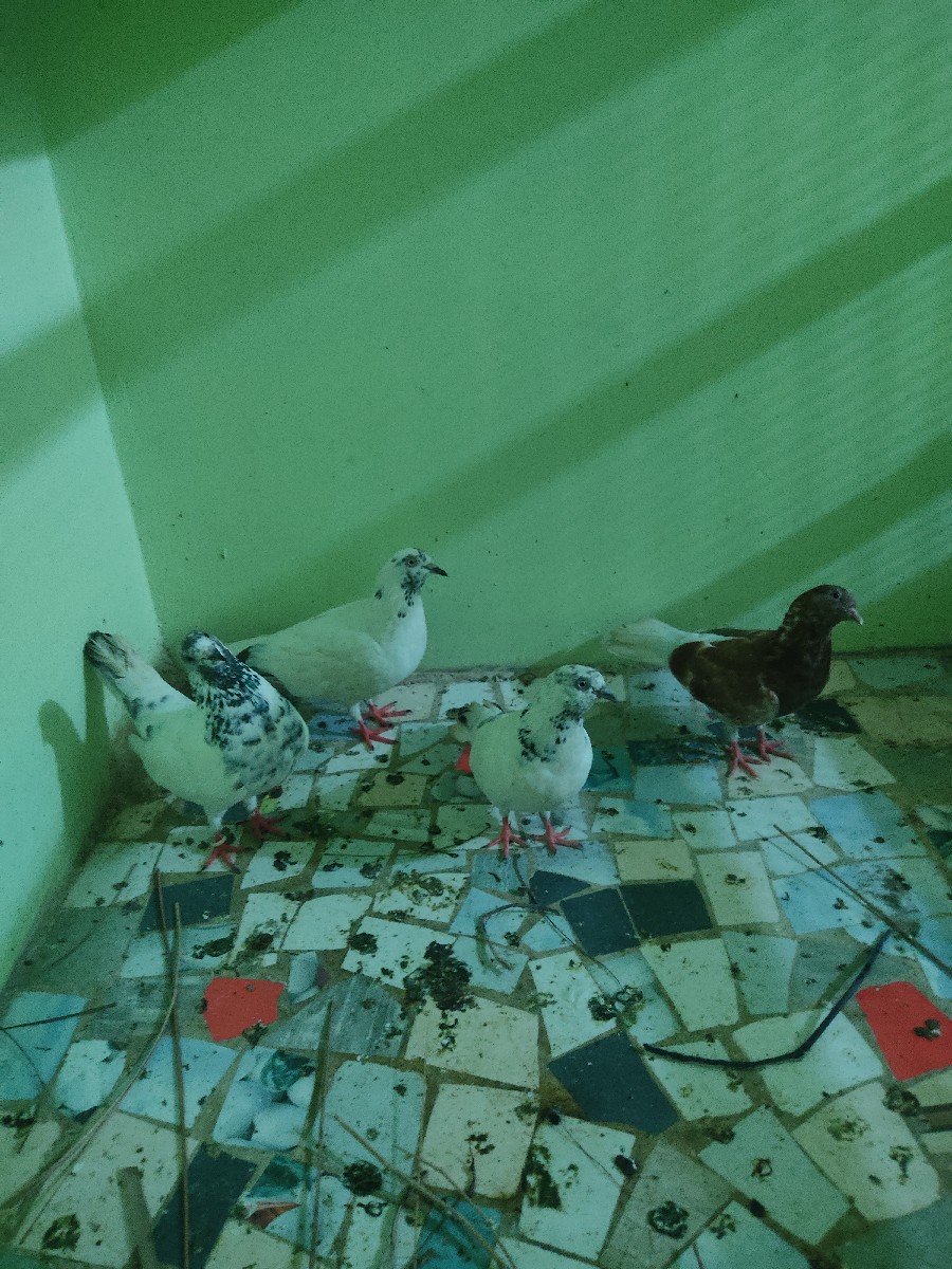 Post Image 2