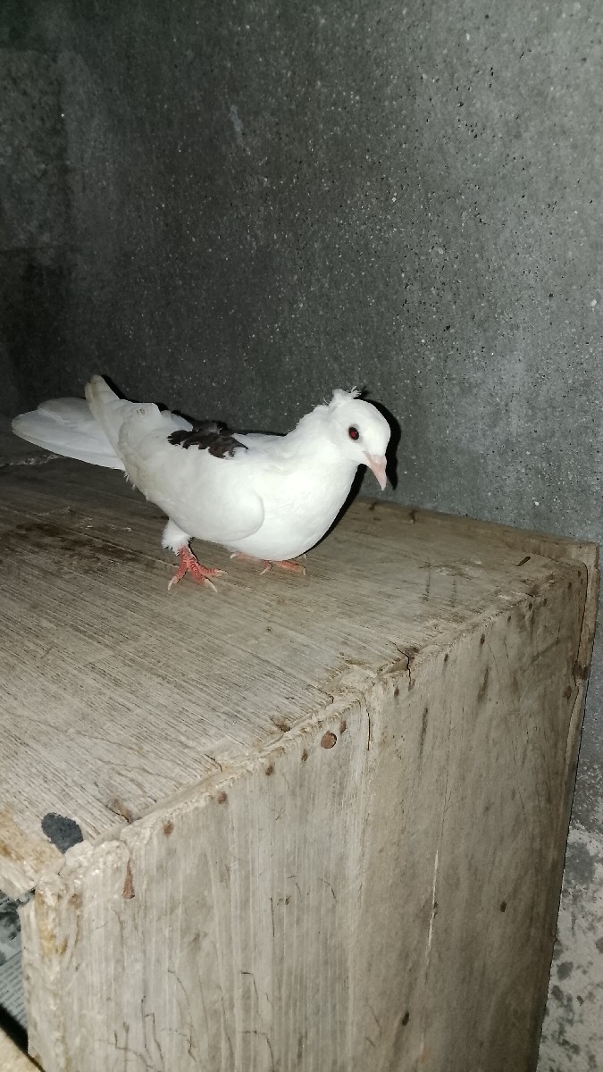 Post Image 1