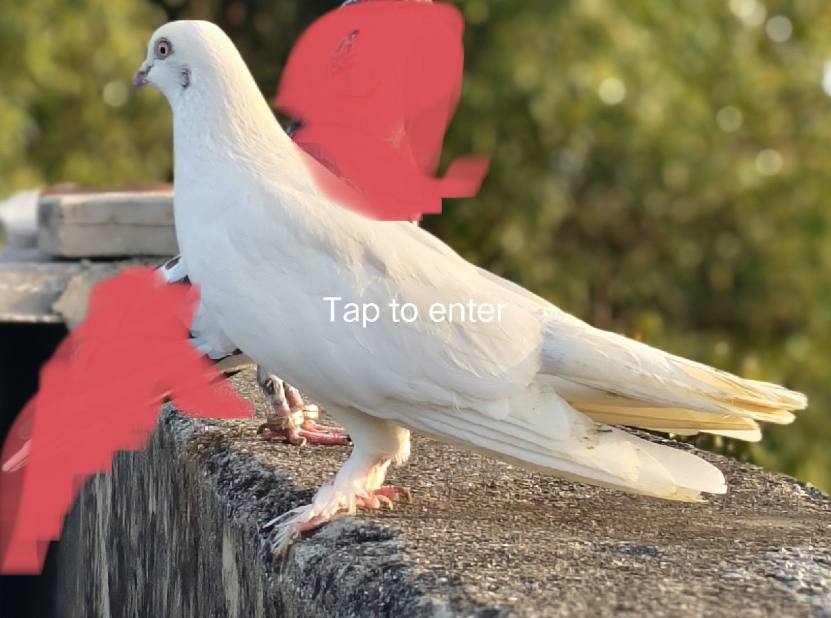 Post Image 1