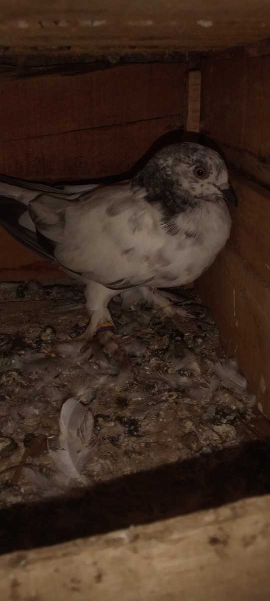 Post Image 3