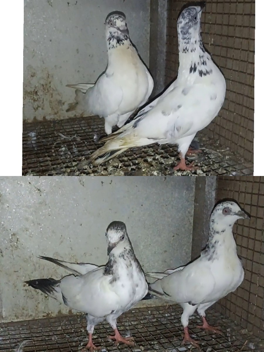 Post Image 2