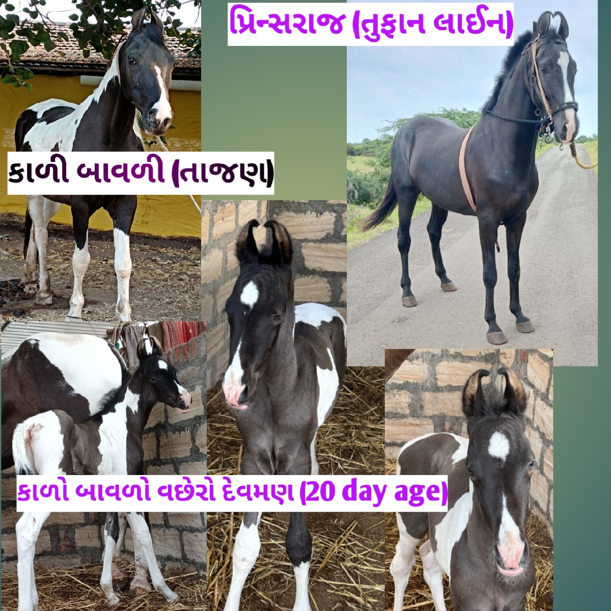 Post Image 2