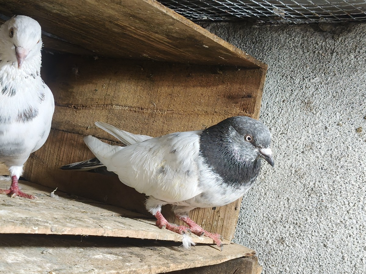 Post Image 2