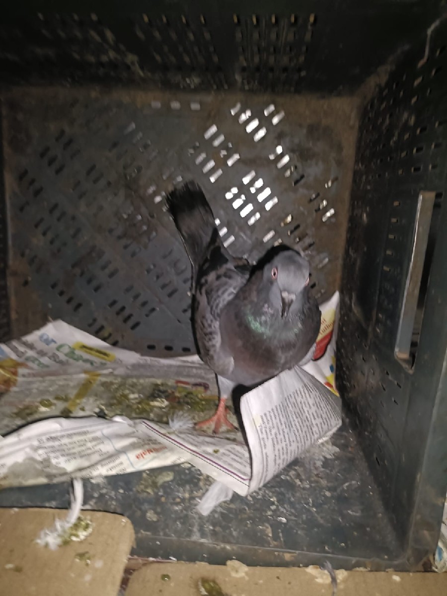 Post Image 2