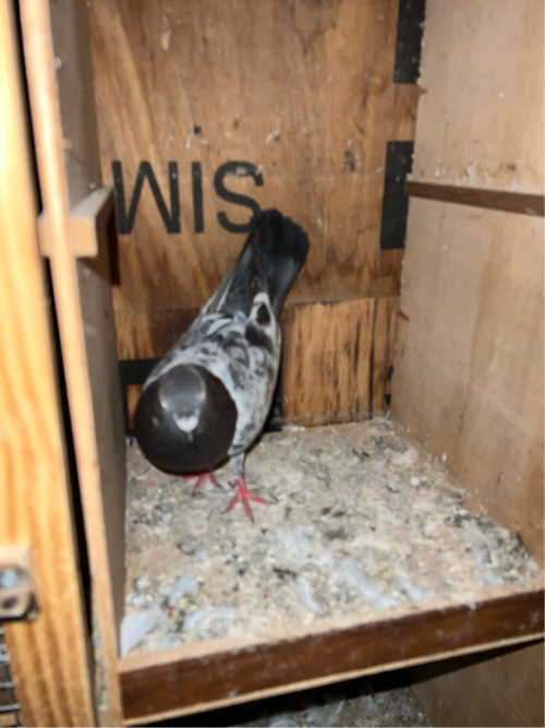 Post Image 1