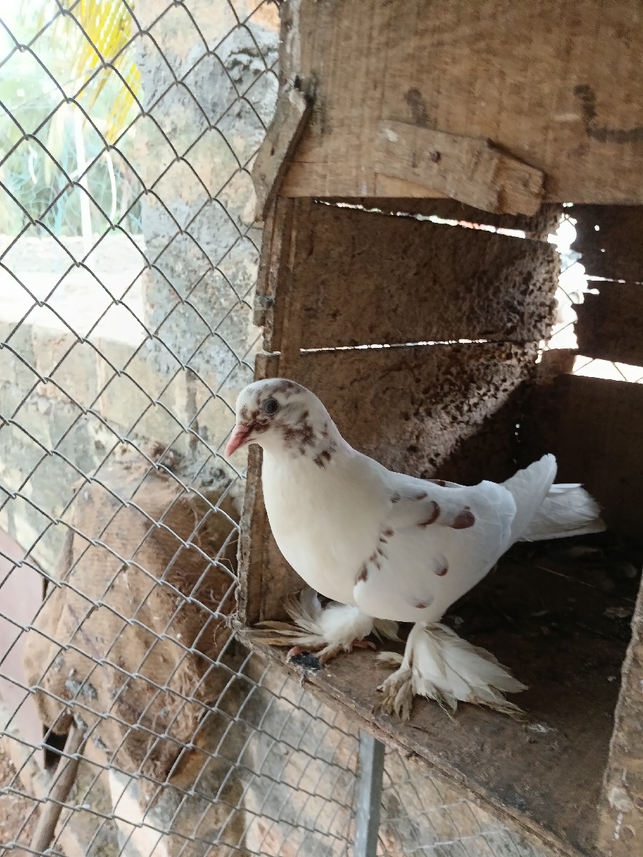 Post Image 2