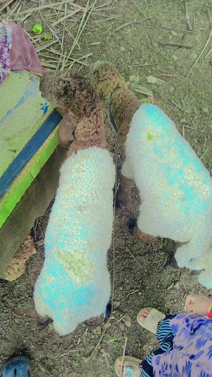 Post Image 2