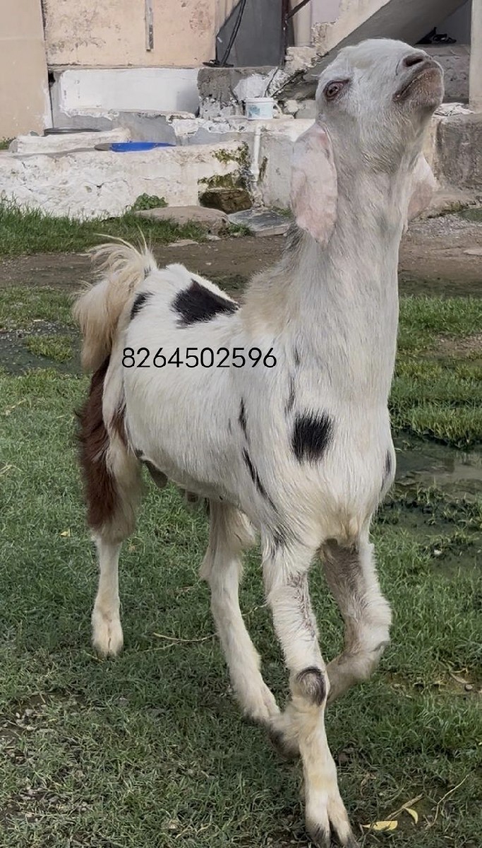 Post Image 3