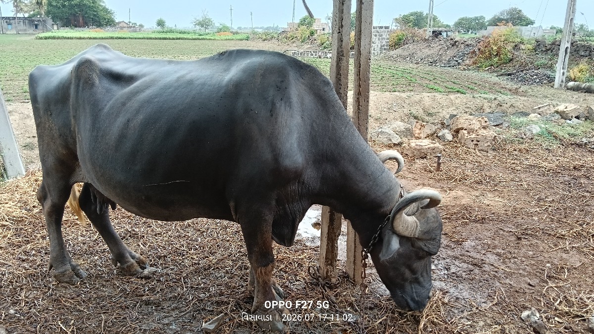 Post Image 3